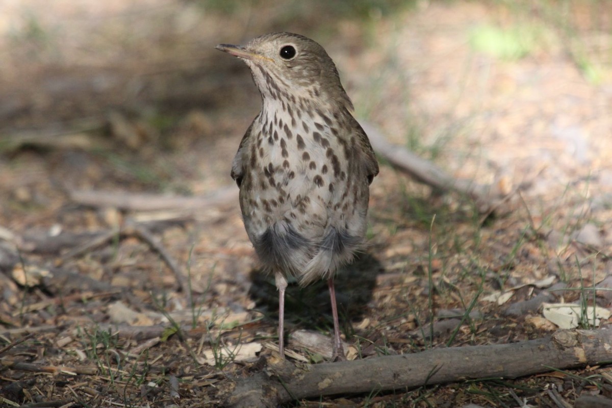 Hermit Thrush - ML498957911