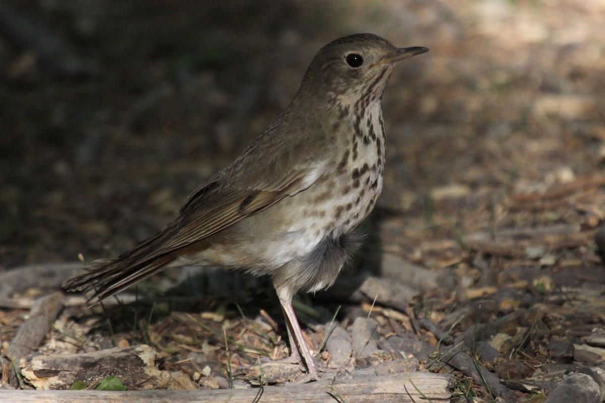 Hermit Thrush - ML498957921