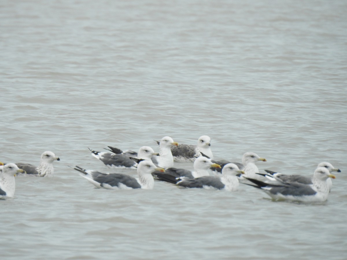 Gaviota Sombría - ML498958101