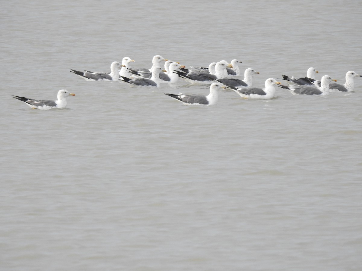 racek žlutonohý - ML498958111