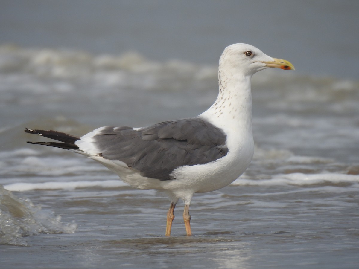 racek žlutonohý - ML498958121