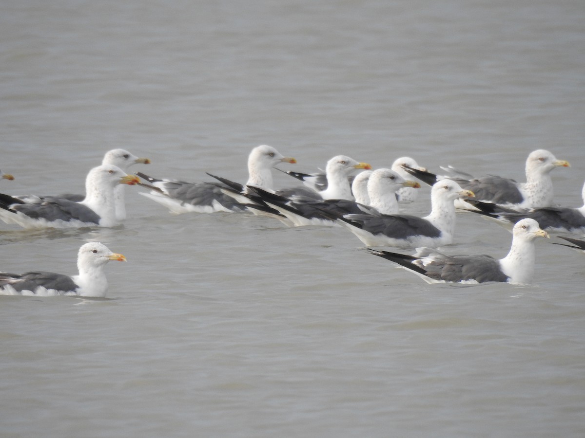 racek žlutonohý - ML498958131