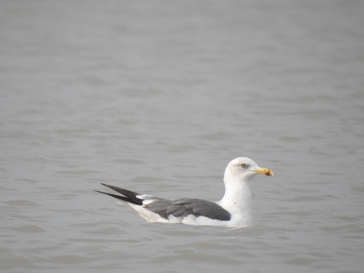 racek žlutonohý - ML498958141