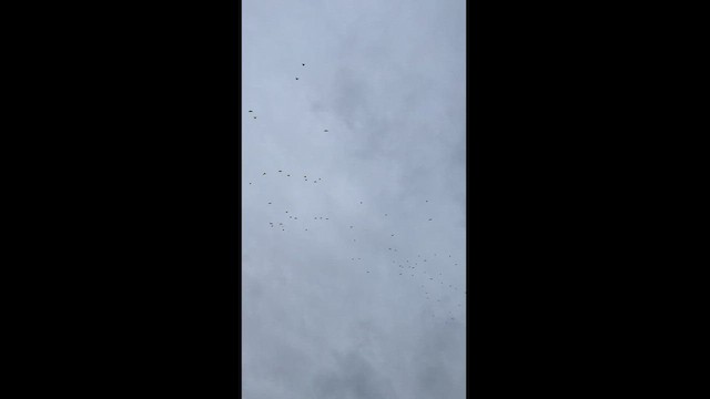 Pigeon ramier (groupe palumbus) - ML498958391