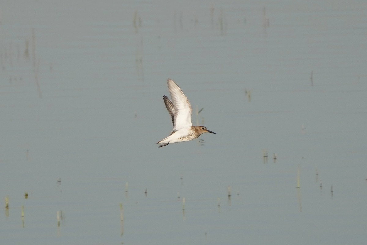 Dunlin - ML498958481