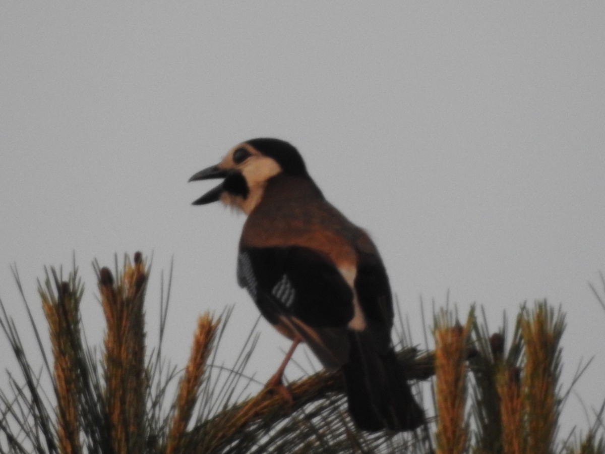 Eurasian Jay (White-faced) - ML49895901