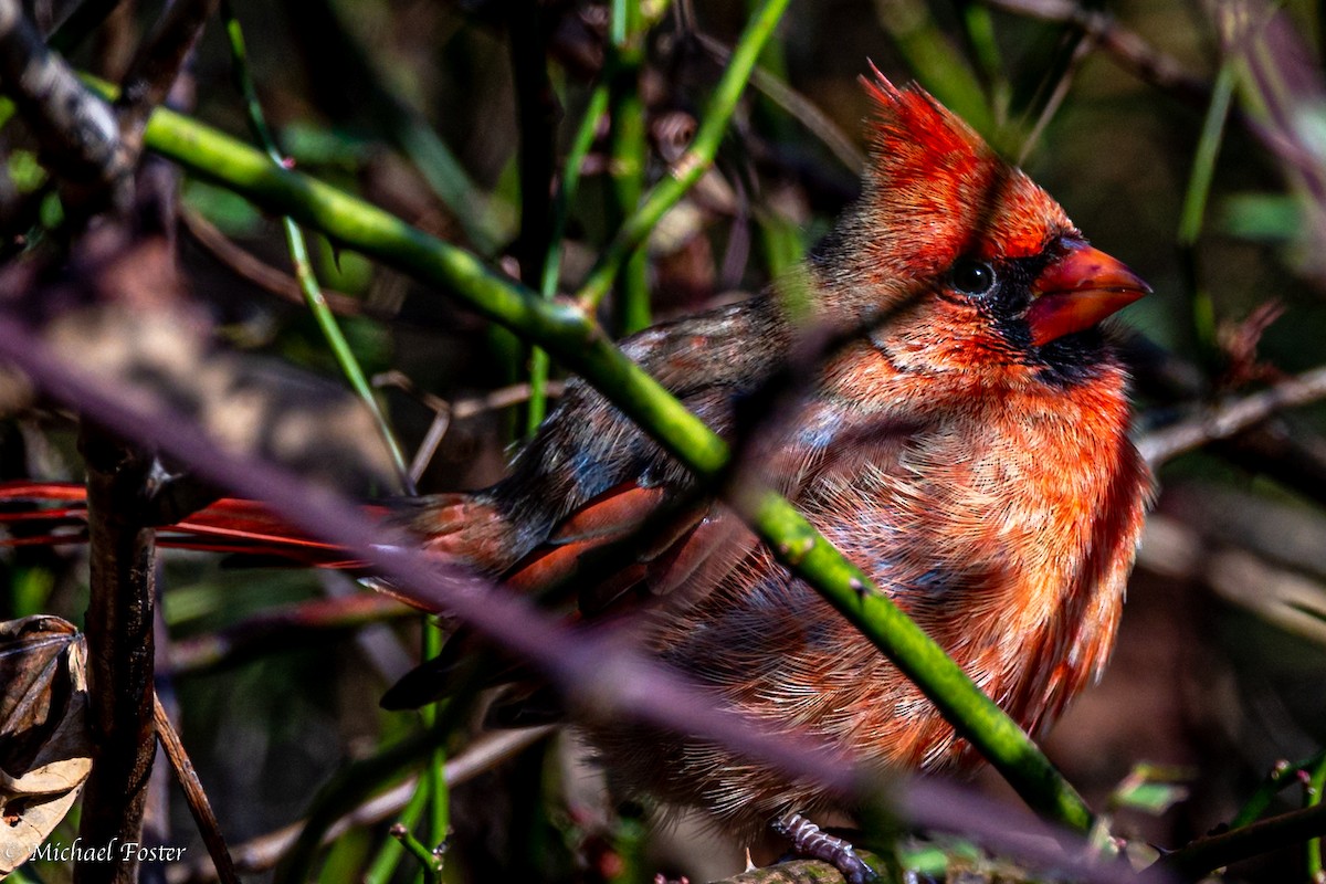 Cardinal rouge - ML498961001