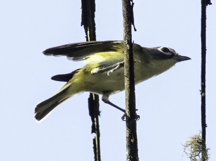 Vireo Solitario - ML498962031