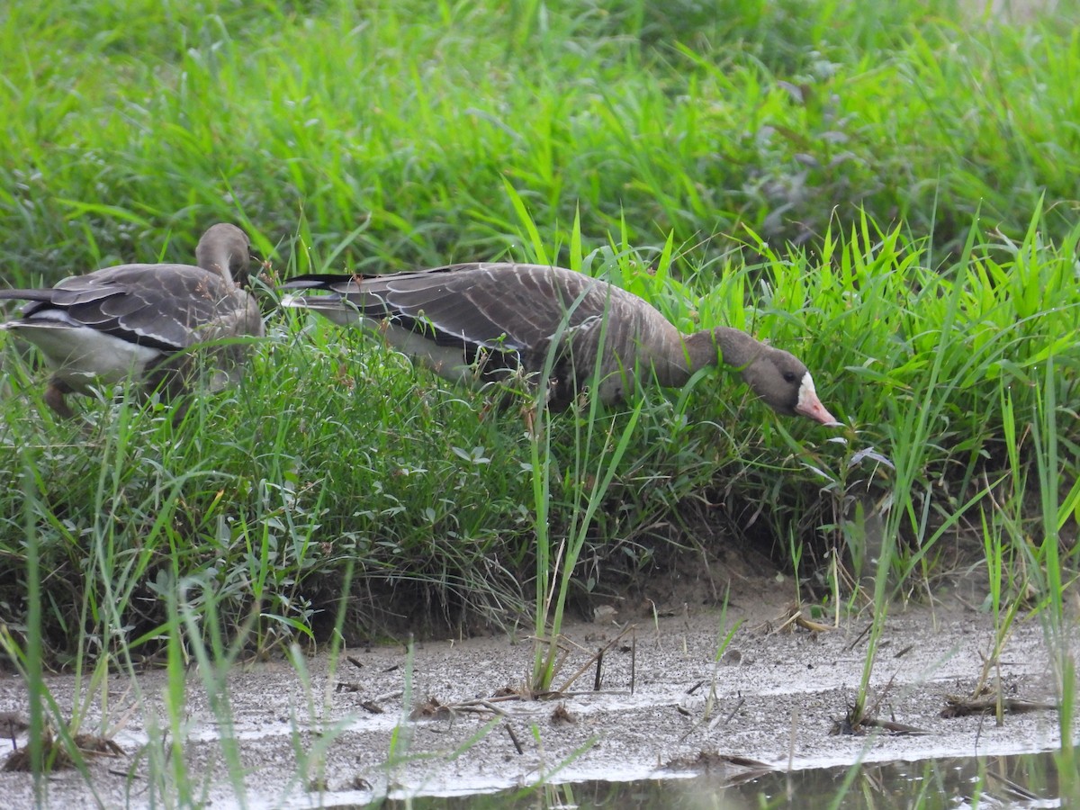 Greater White-fronted Goose - ML498962211