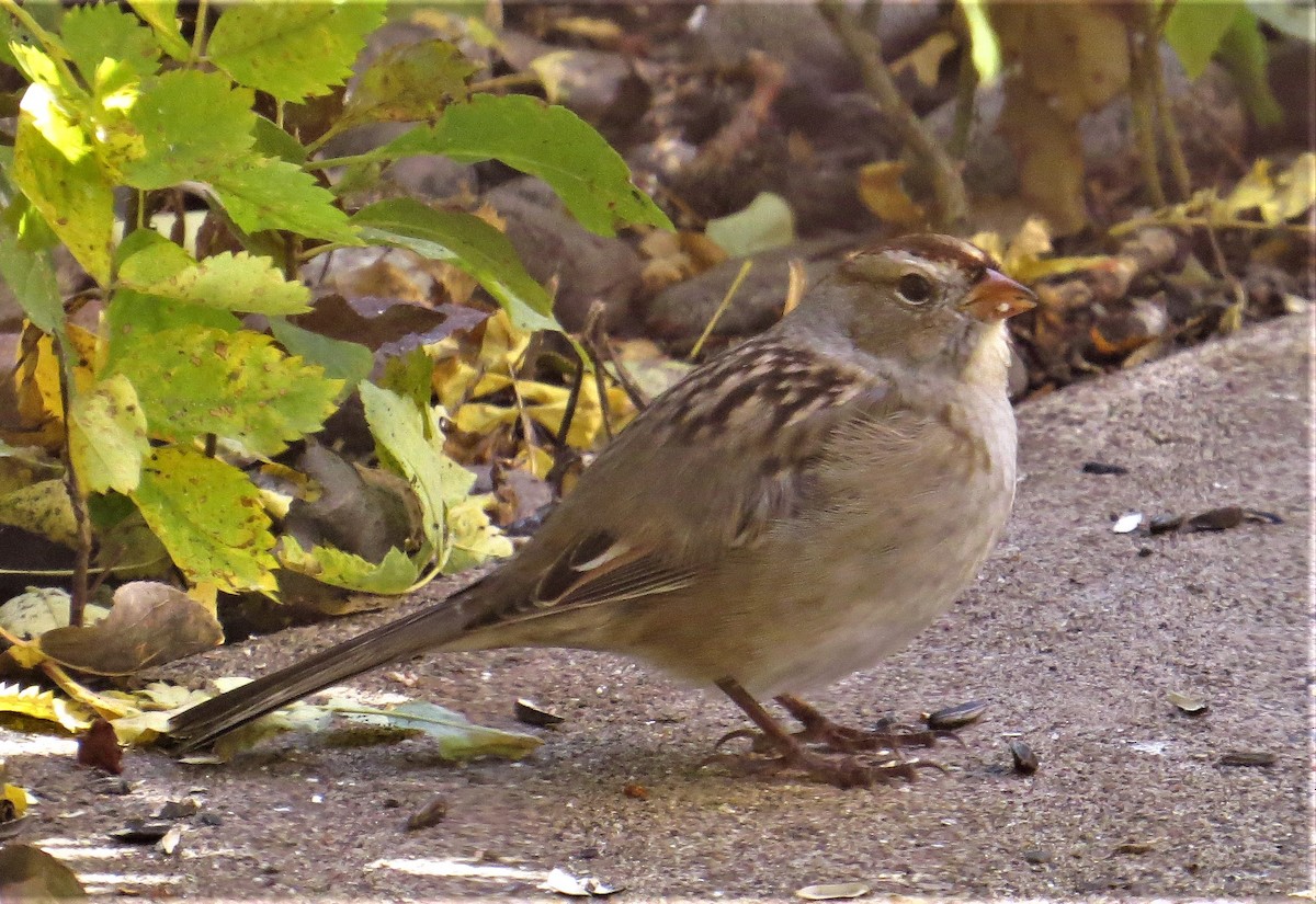 White-crowned Sparrow (Gambel's) - ML498962571