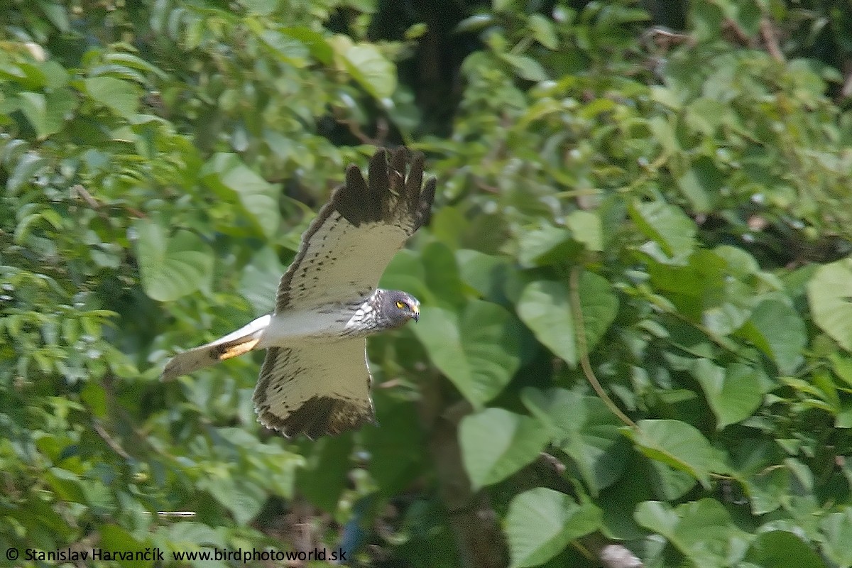 Aguilucho Lagunero de Reunión - ML498963621