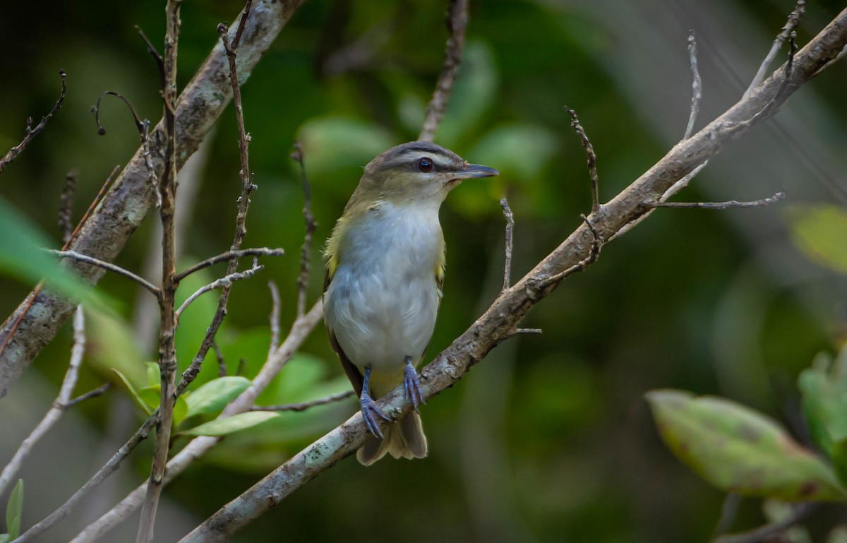 Red-eyed Vireo - Victor Feliciano