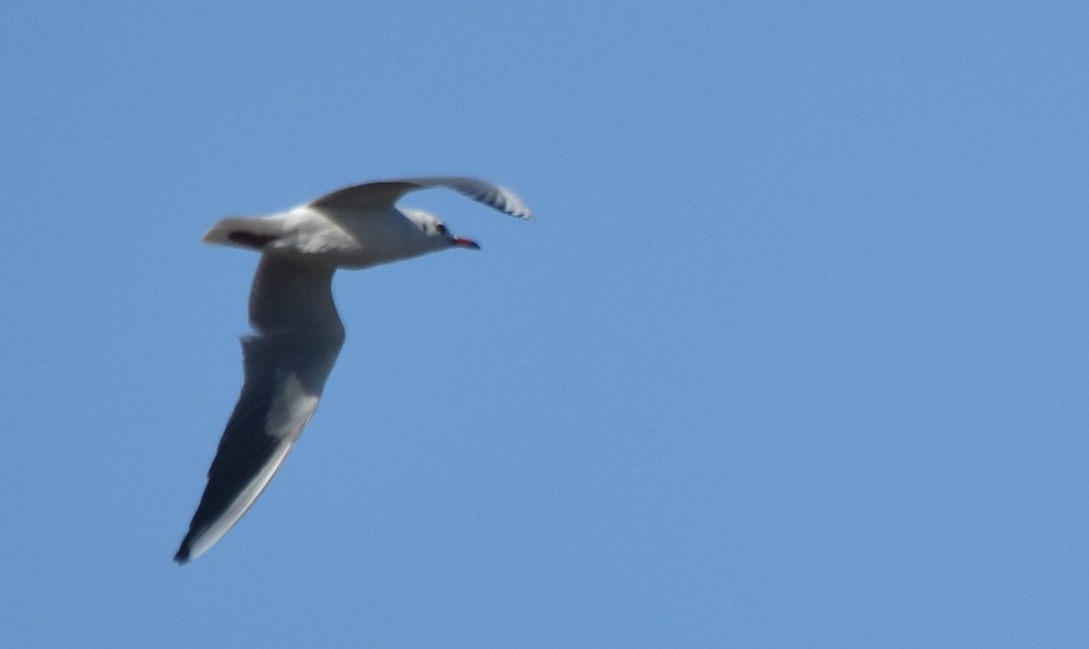 Gaviota Reidora - ML498967111