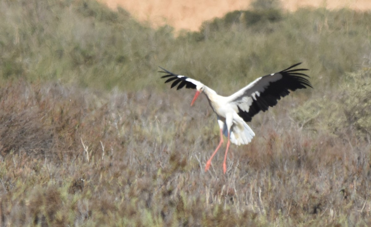 White Stork - Luís Santos