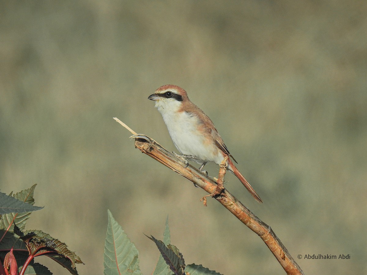 Red-tailed Shrike - ML498967261