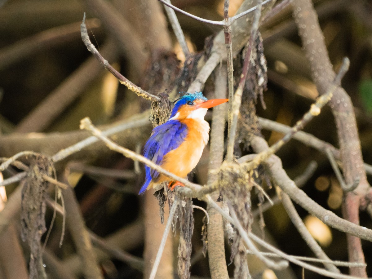 Malachite Kingfisher - ML498967301