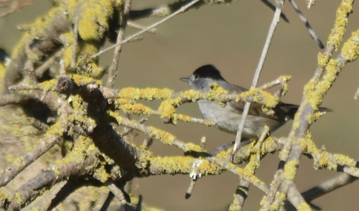 Eurasian Blackcap - ML498967761