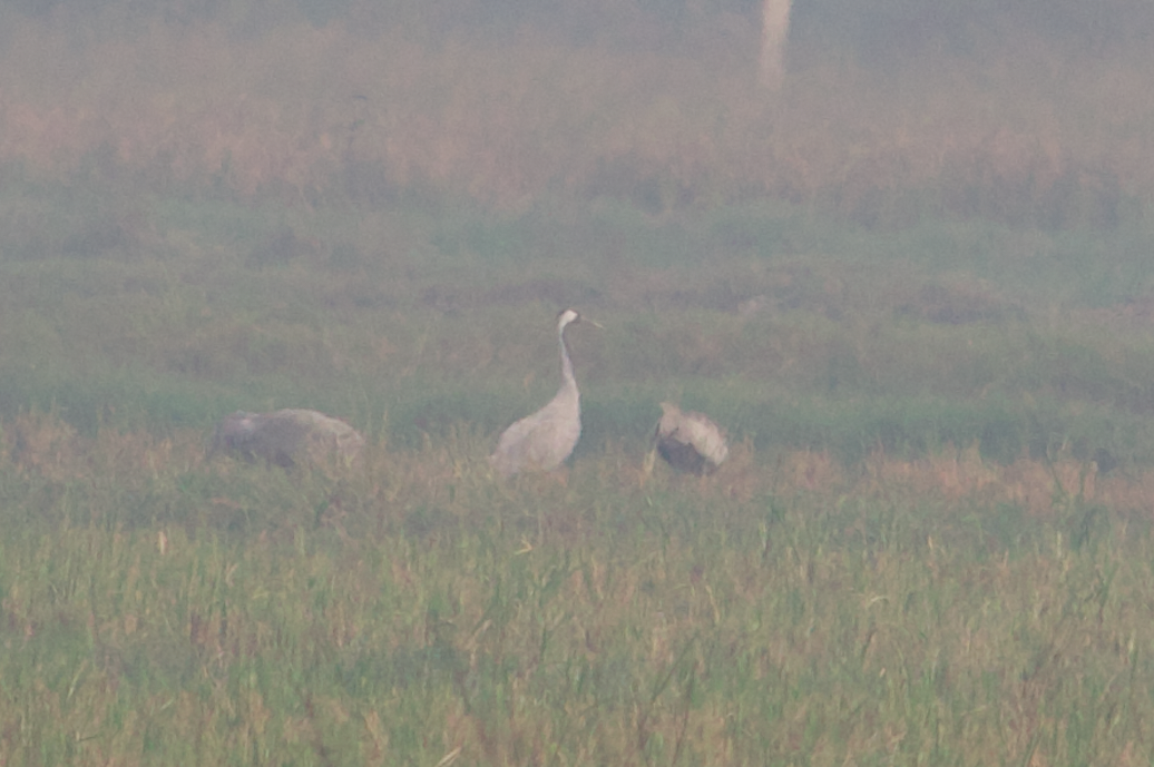 Common Crane - ML498968121