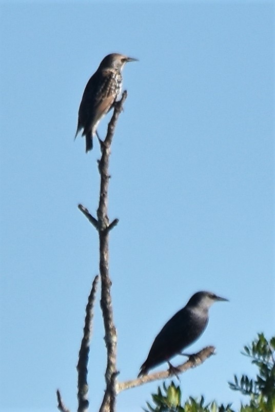 European Starling - ML498968421