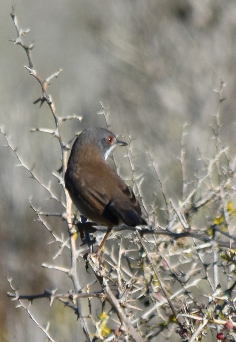 Sardinian Warbler - ML498968551