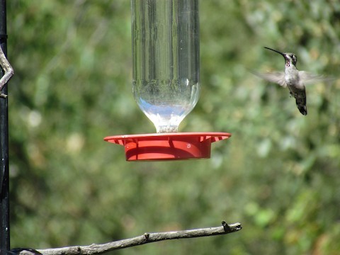 Plain-capped Starthroat - ML498970351