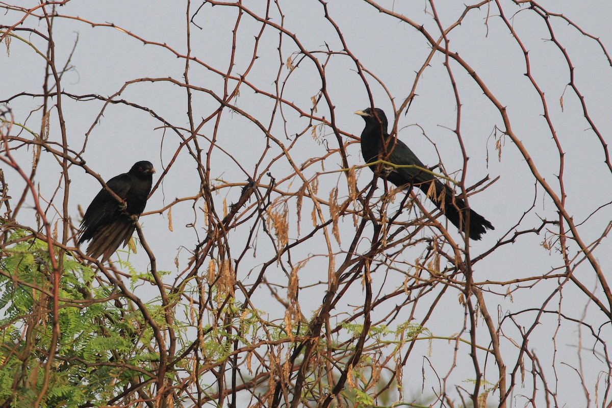 Asian Koel - ML49897101