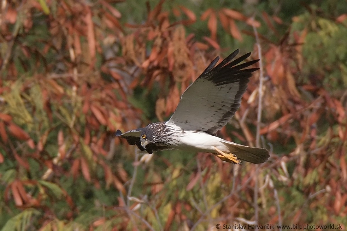 Reunion Harrier - ML498972681