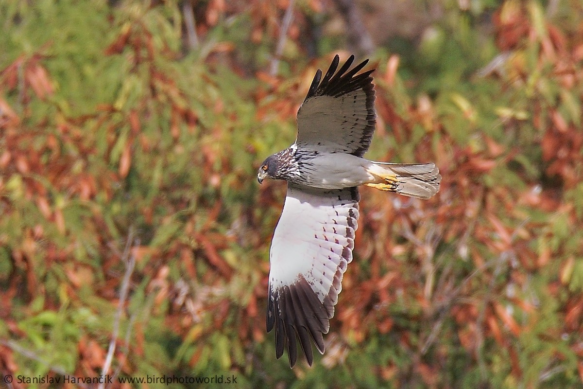 Aguilucho Lagunero de Reunión - ML498972701