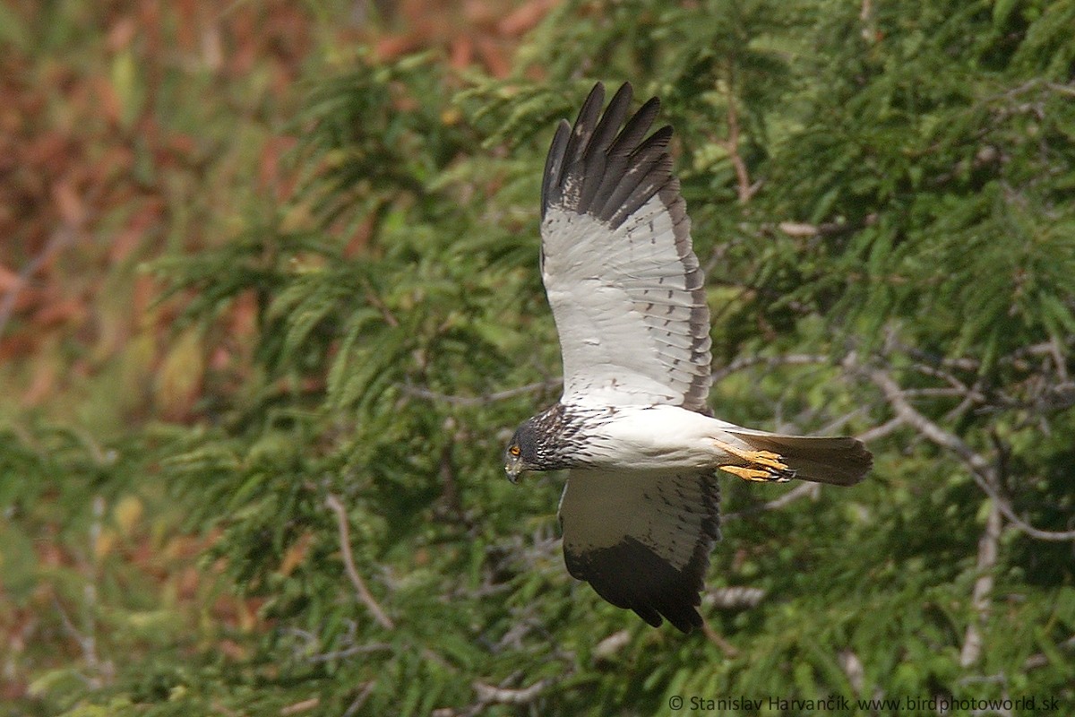 Aguilucho Lagunero de Reunión - ML498972711