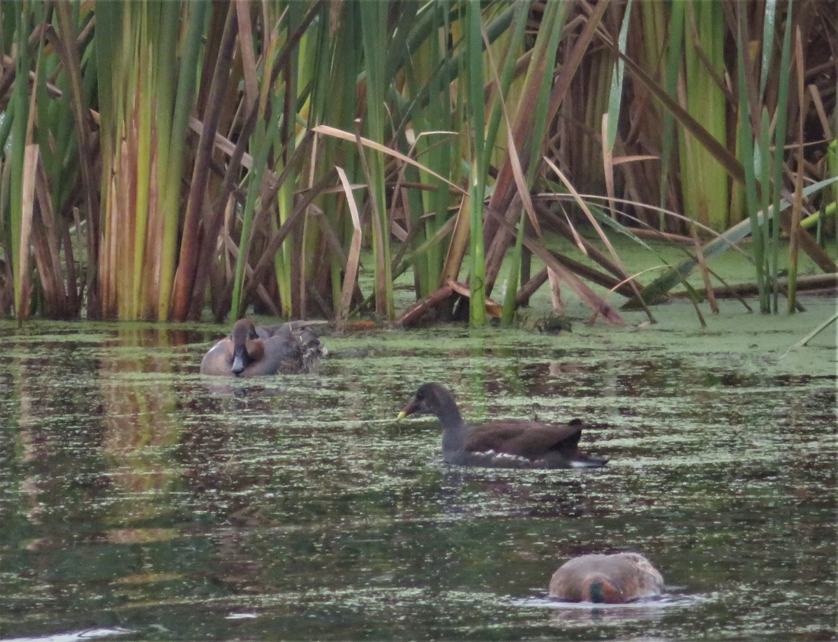 Common Gallinule - Bernie Brown