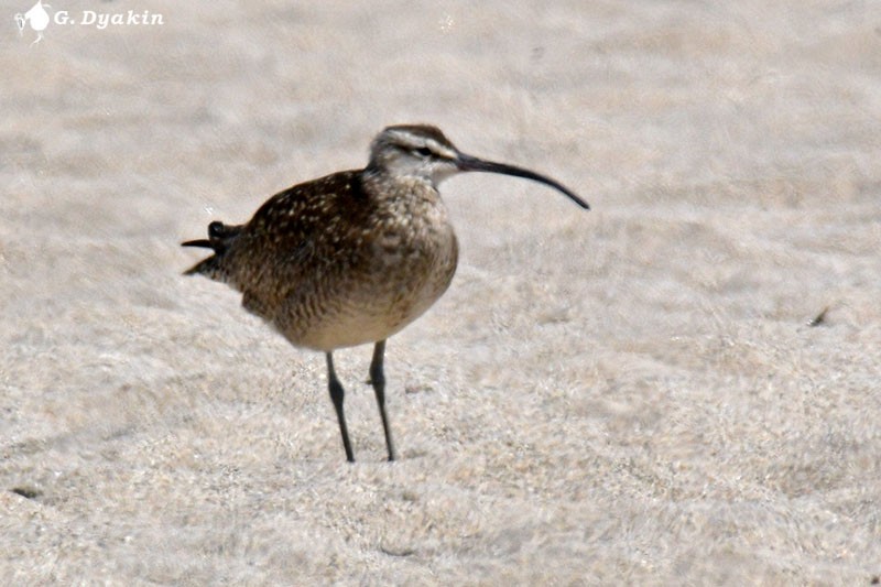 Whimbrel (Hudsonian) - Gennadiy Dyakin