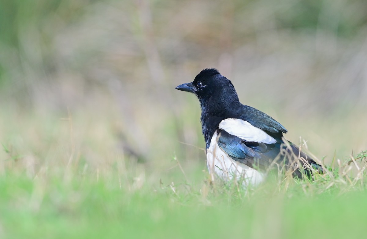 Eurasian Magpie - ML498975991