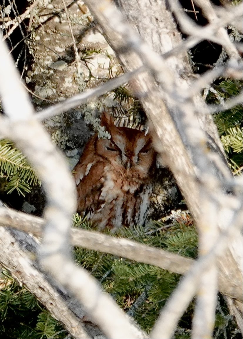 Eastern Screech-Owl - Neil Skoog