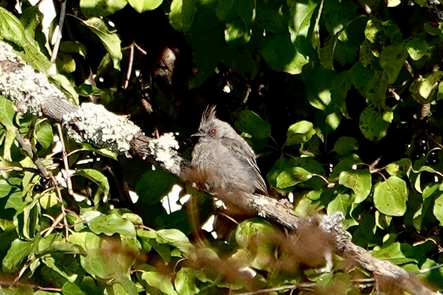 palmovník tmavý - ML498976341