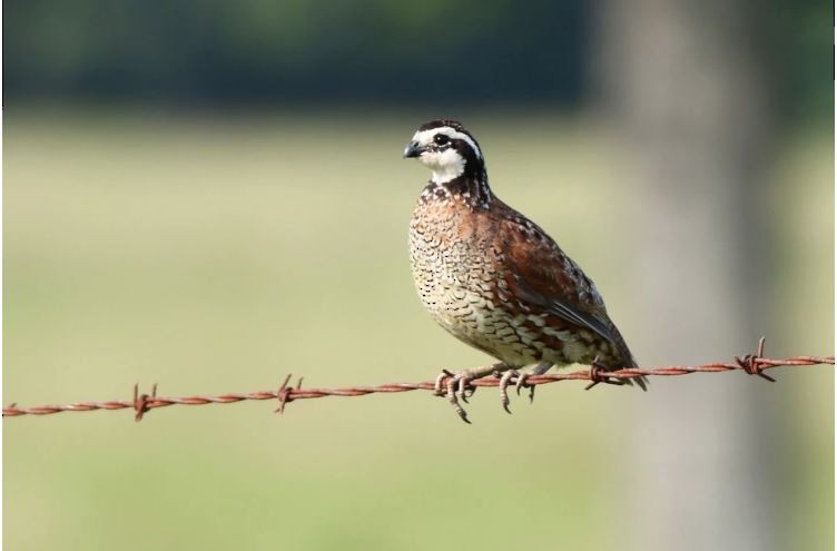 Northern Bobwhite - ML498976431