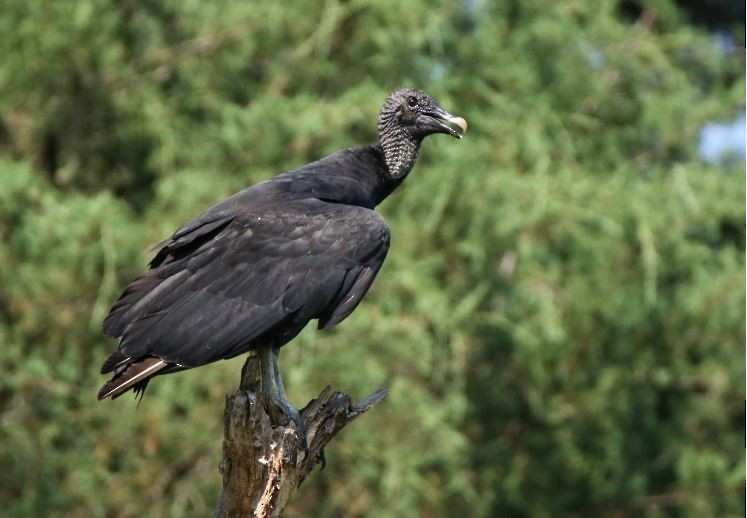 Black Vulture - Sarah Morris