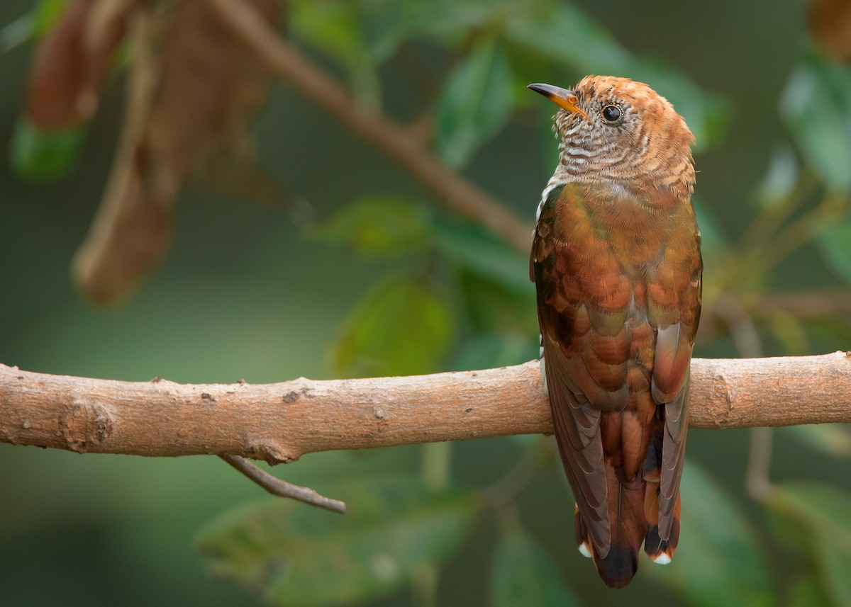 Asian Emerald Cuckoo - ML498977881