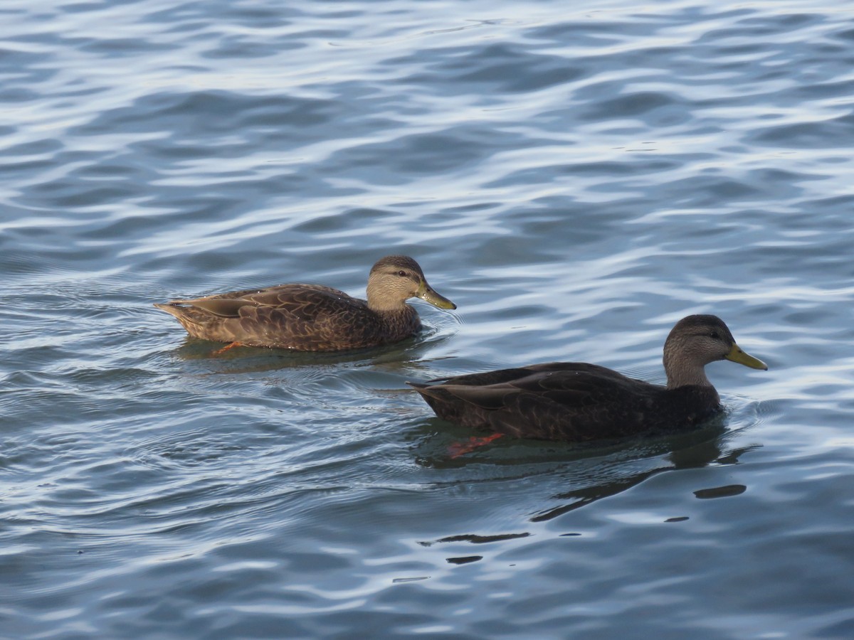 American Black Duck - ML498978601
