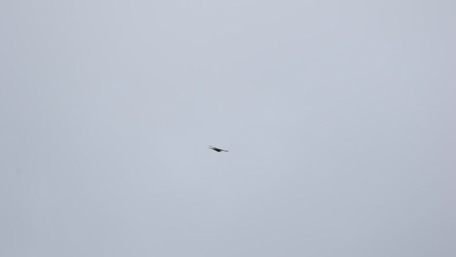 Eurasian Sparrowhawk - ML498979031