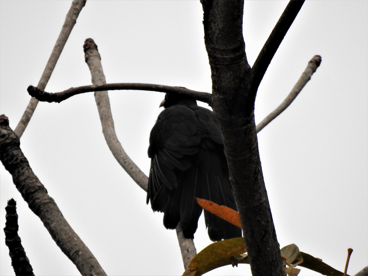 Asian Koel - ML498979171