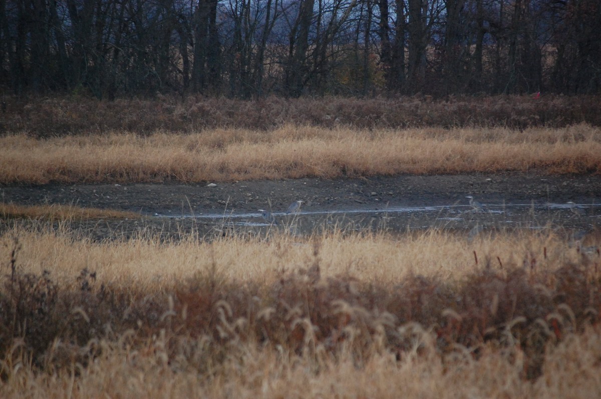 Great Blue Heron - ML498980791