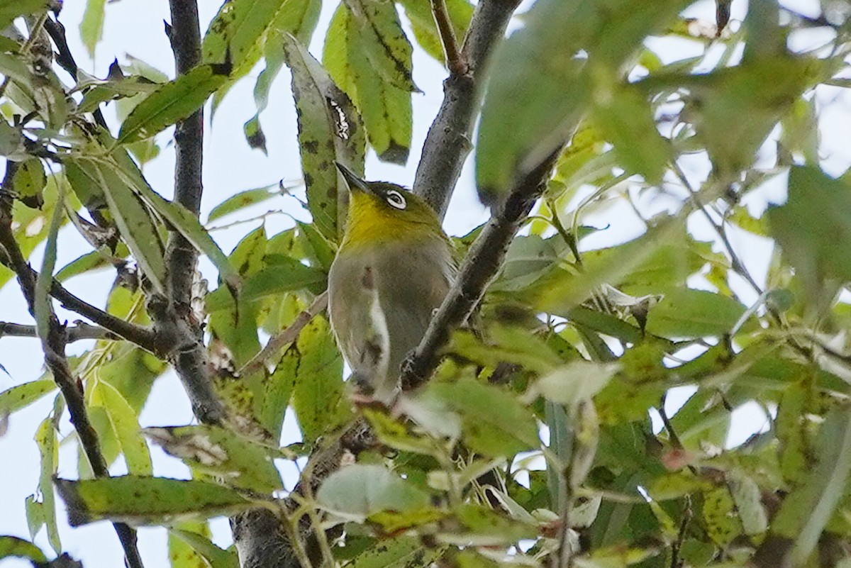 Warbling White-eye - ML498981811