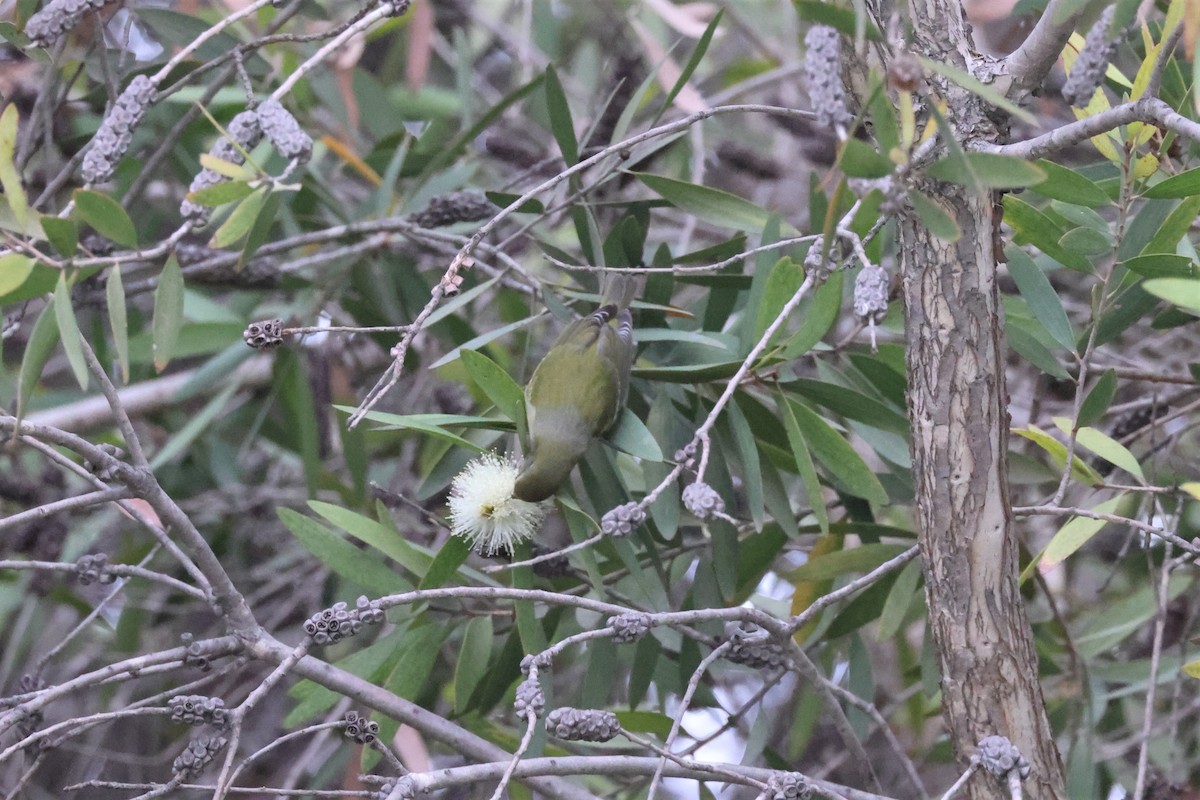 Tennessee Warbler - ML498981871