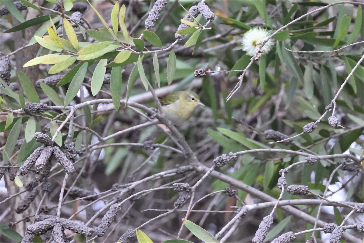 Tennessee Warbler - ML498981881