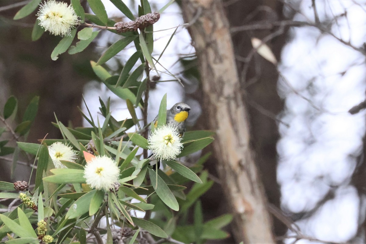 Yellow-rumped Warbler (Audubon's) - ML498981931