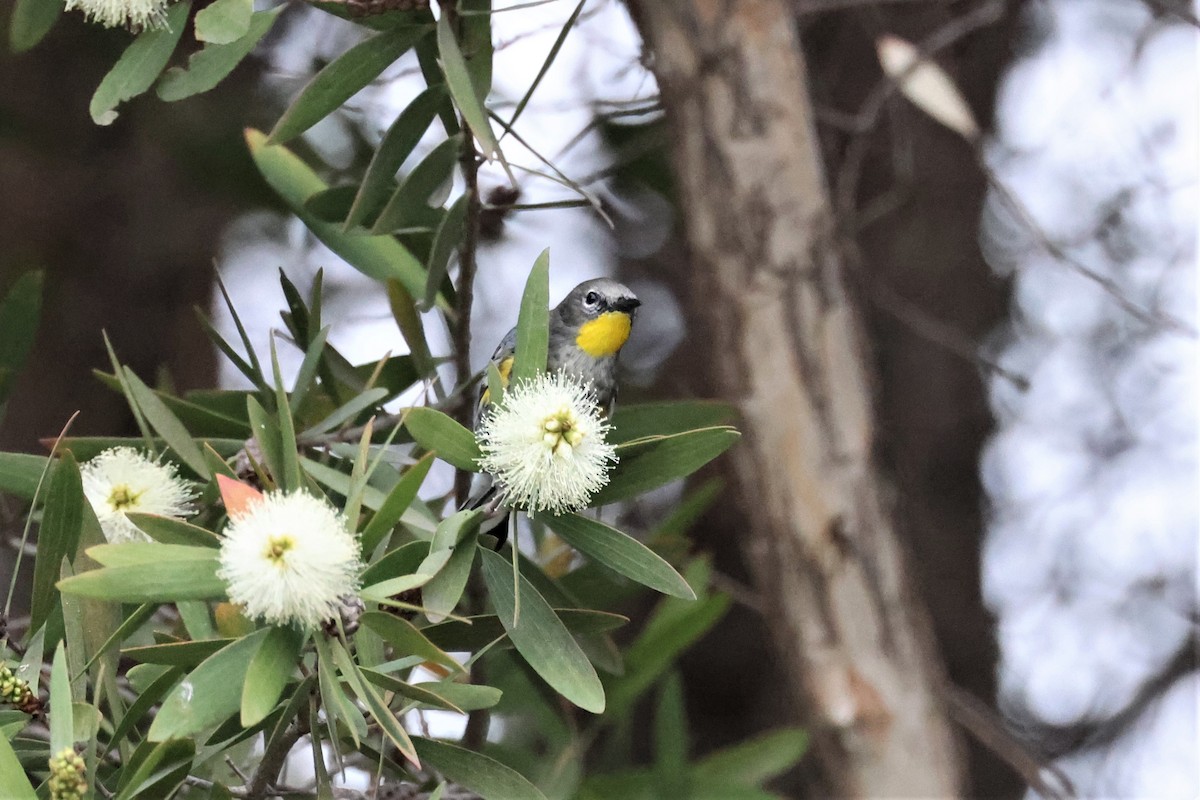 Yellow-rumped Warbler (Audubon's) - ML498981941