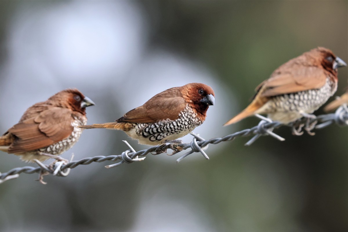 Scaly-breasted Munia - ML498982271