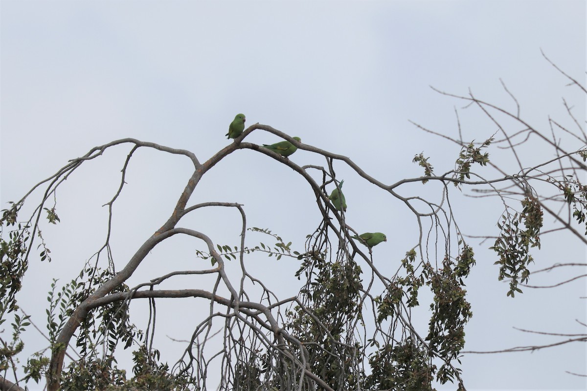 Yellow-chevroned Parakeet - ML498982381