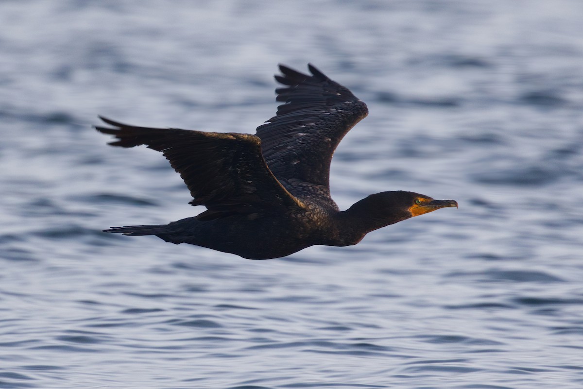 Double-crested Cormorant - ML498982621