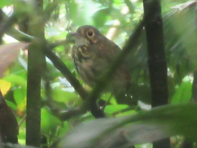 Streak-chested Antpitta - ML498982631